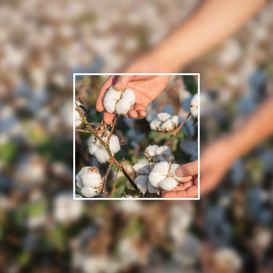 Bez genetické modifikace